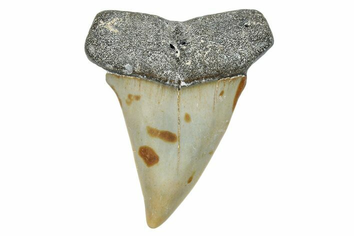 Fossil Broad-Toothed Mako Shark Tooth - North Carolina #272963